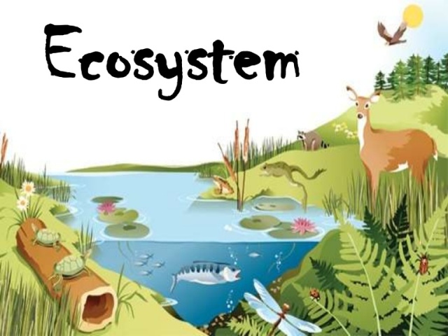 ecosystem-120717081103-phpapp01-thumbnail-4